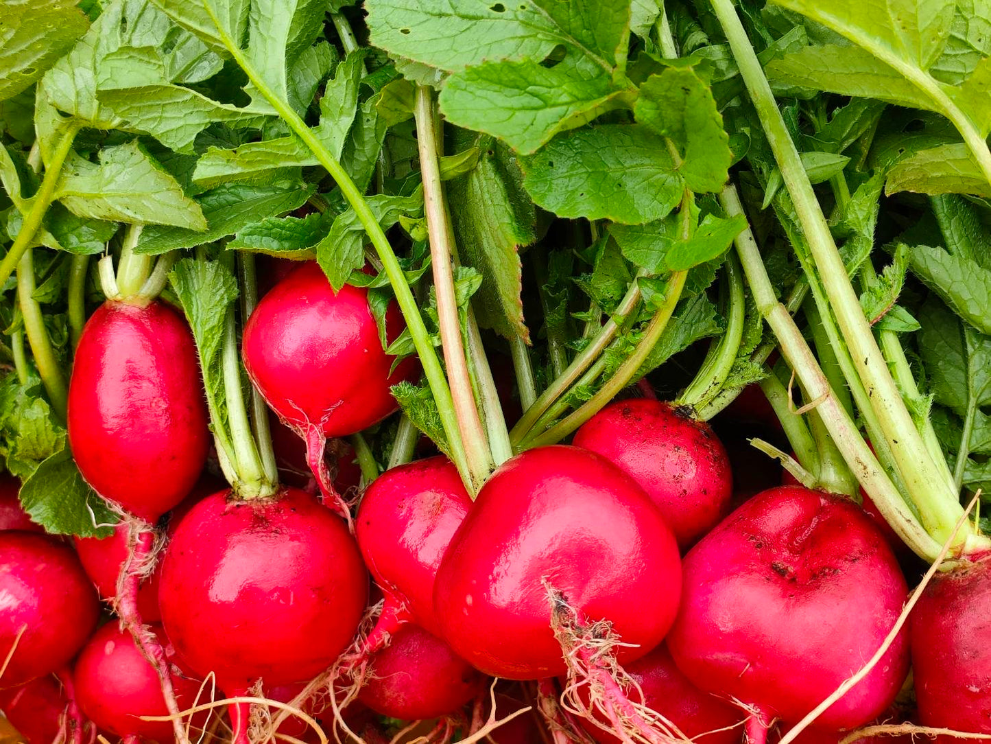 radish, bunch