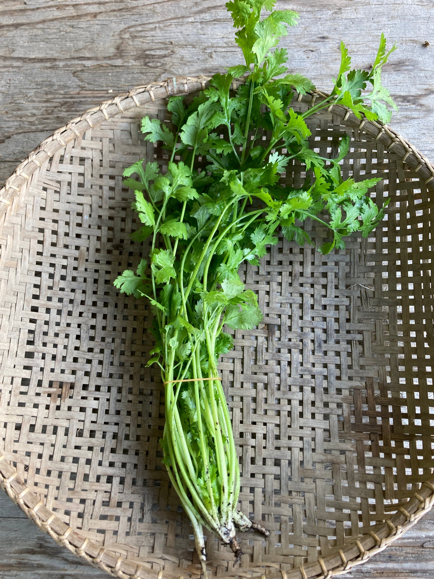 cilantro, bunch