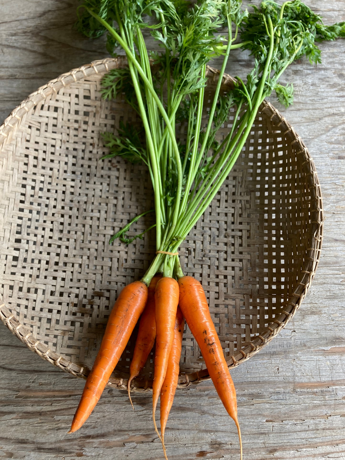 carrots with leaves, bunch