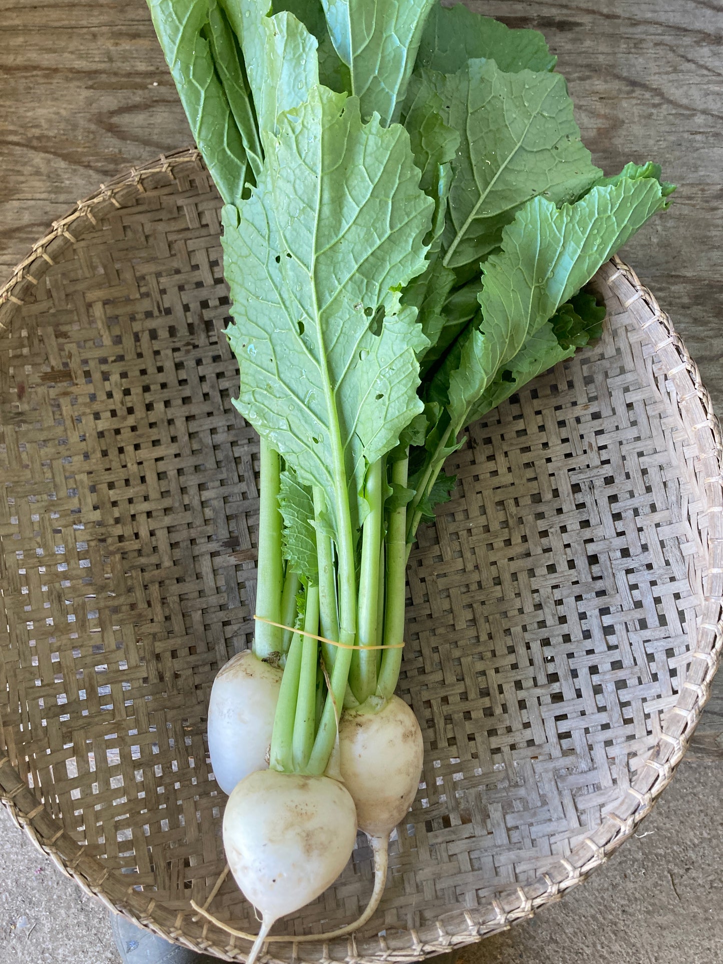 Japanese turnips, bunch