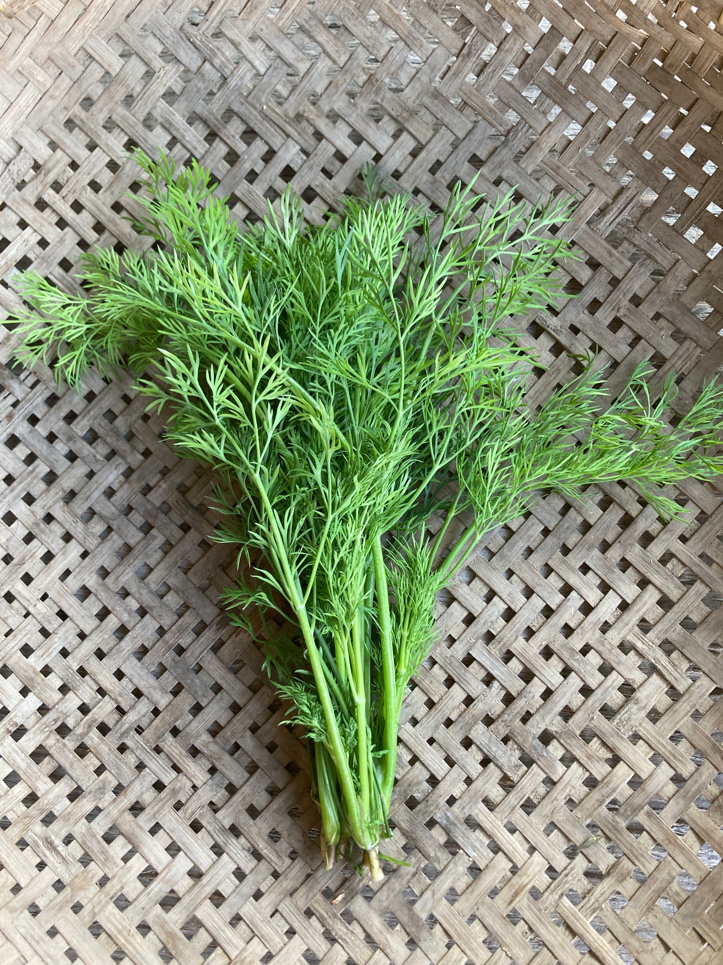 dill, bunch
