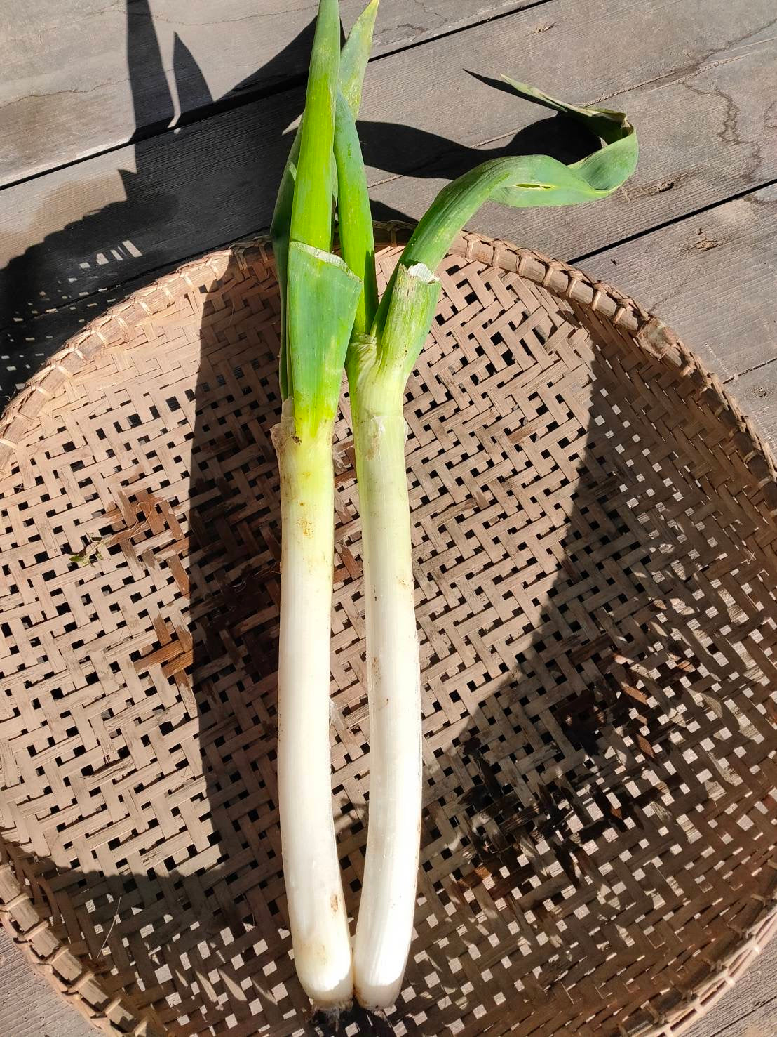 Japanese leeks, bunch