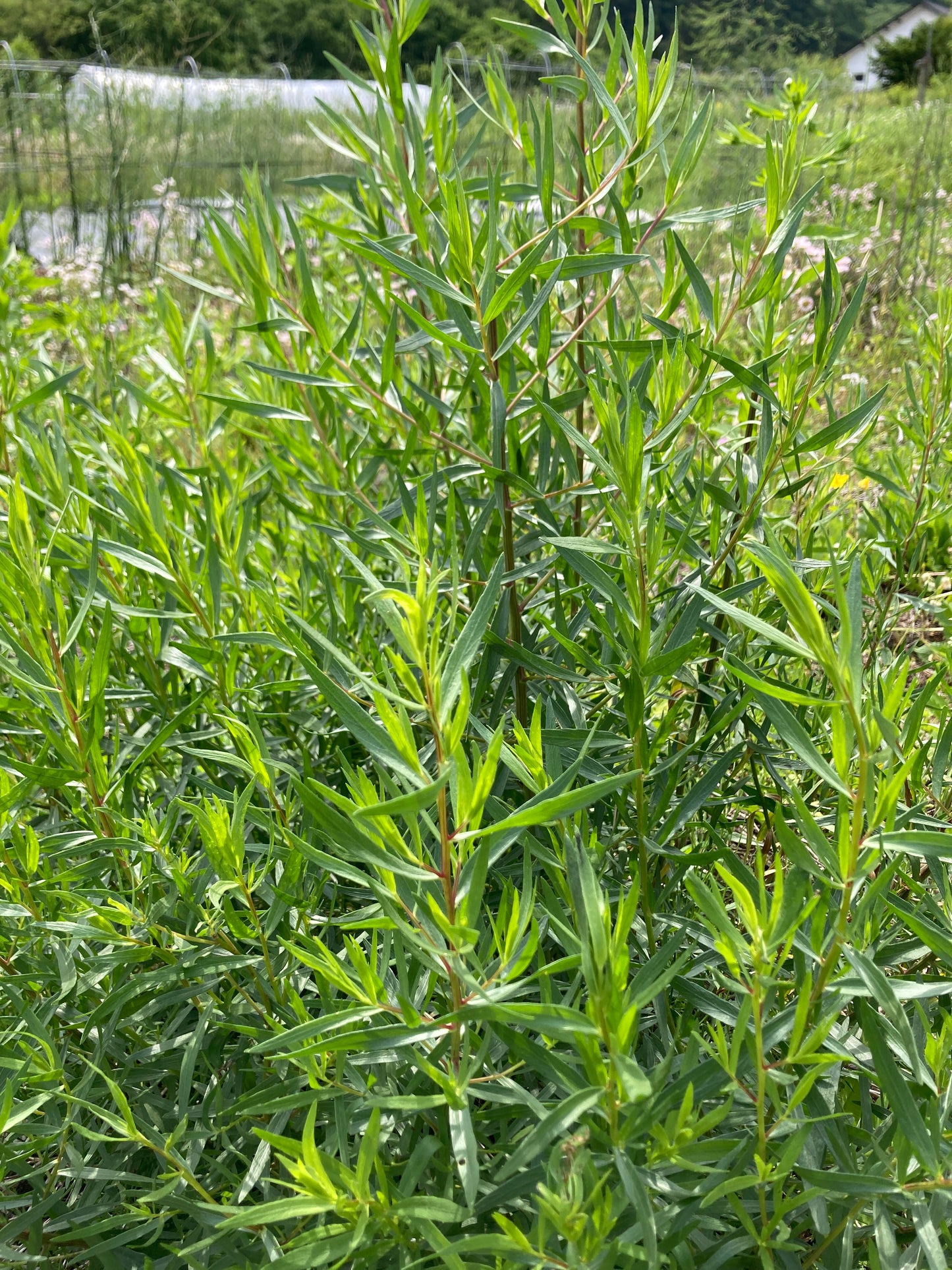 French tarragon, bunch