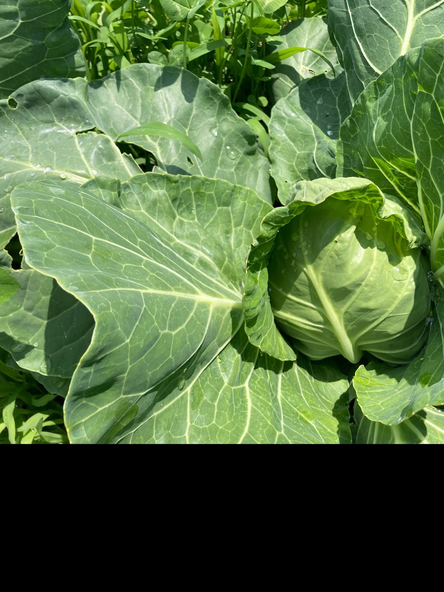 cabbage, head