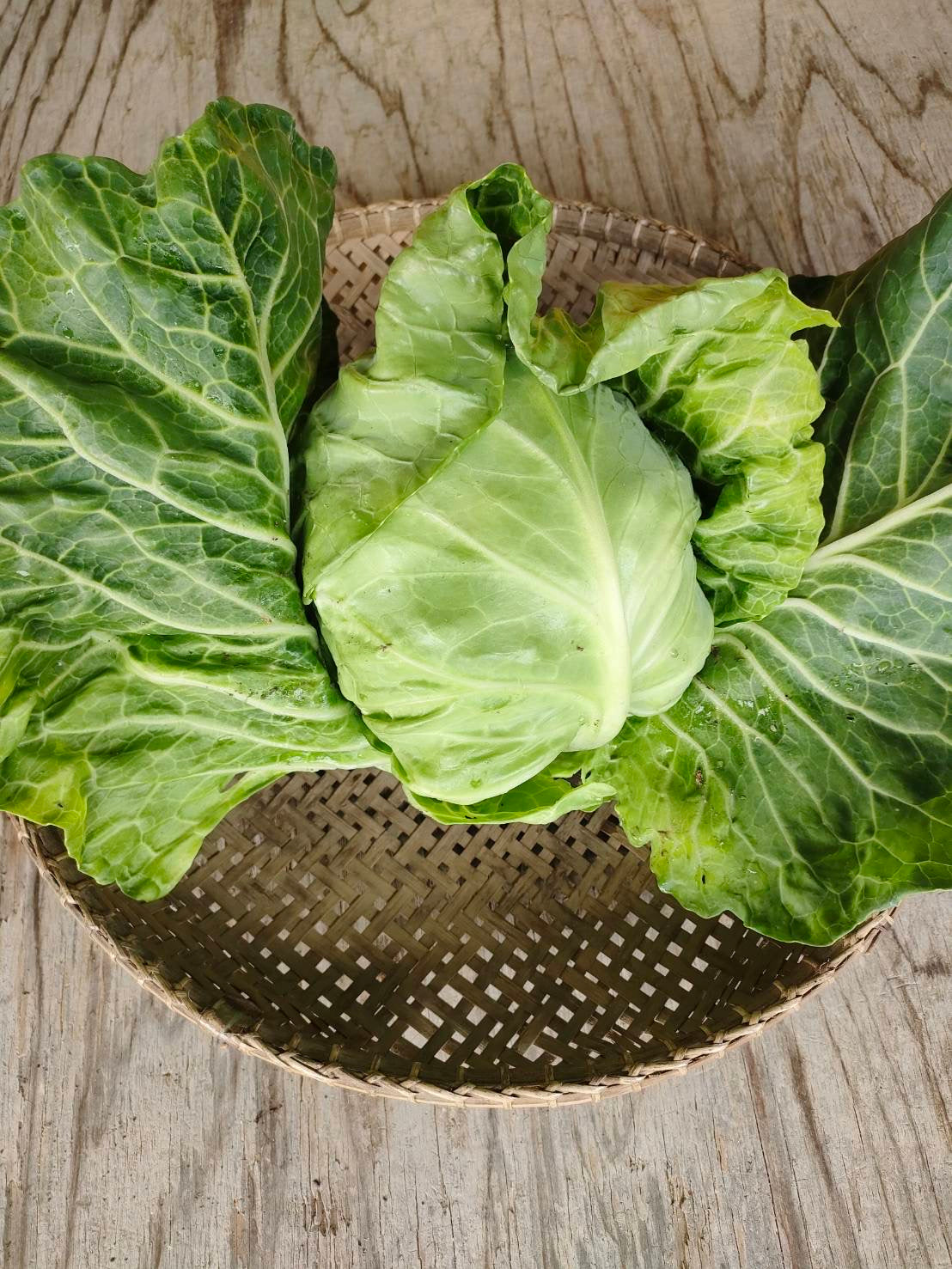 cabbage, head