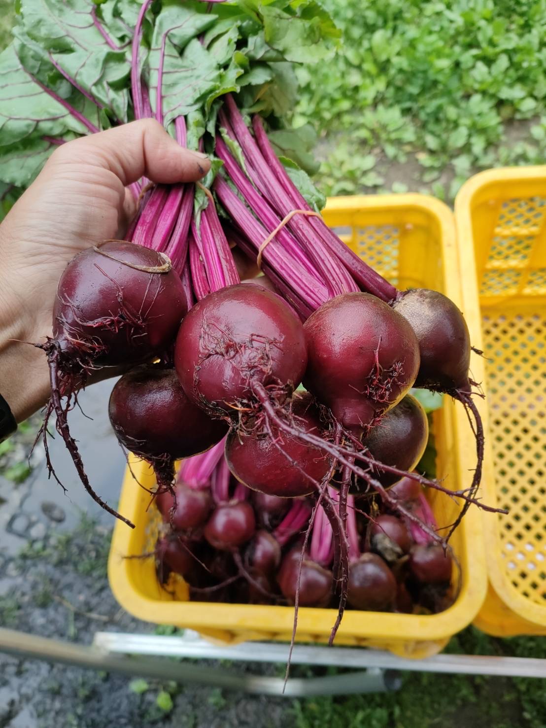 beets - root only, bag