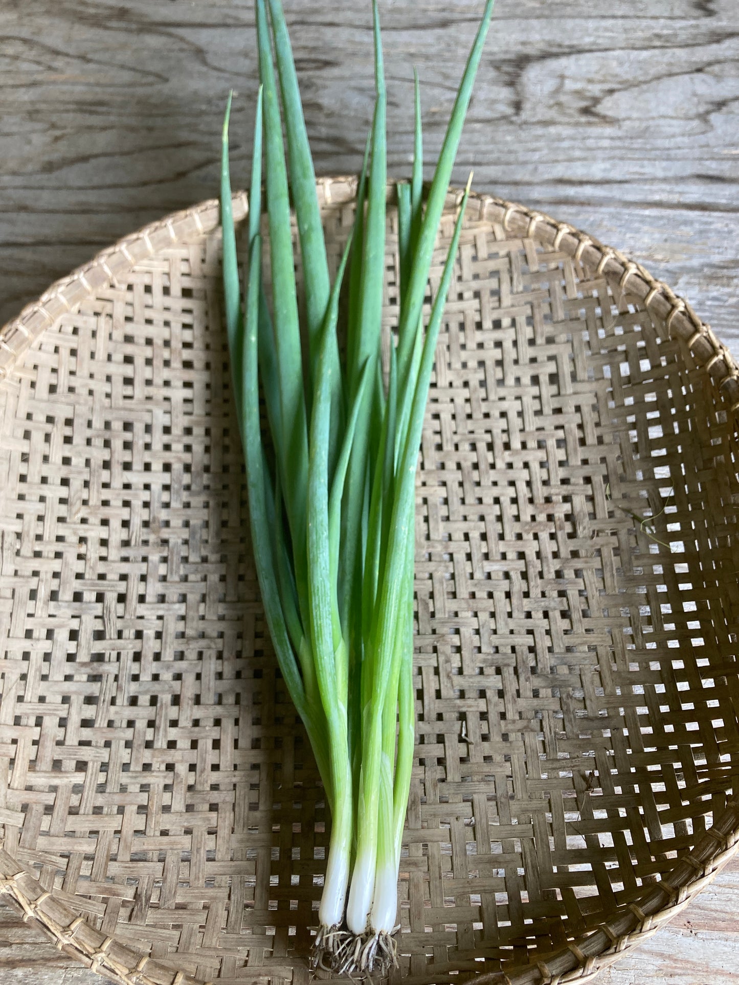 scallion, bunch