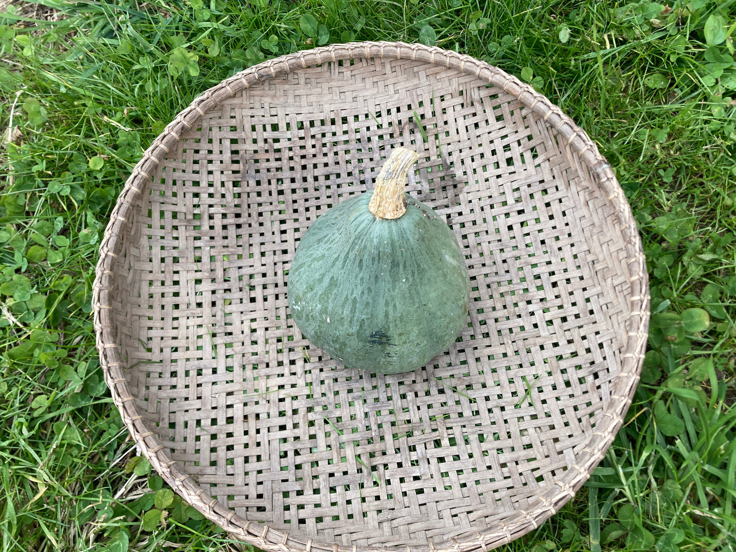 kabocha pumpkin, head