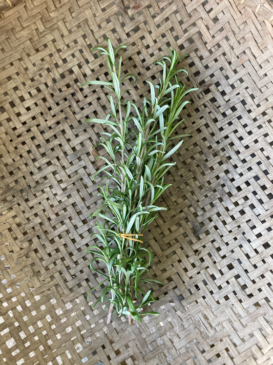 rosemary, bunch