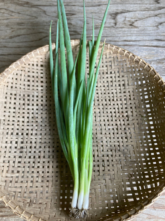 scallion, bunch