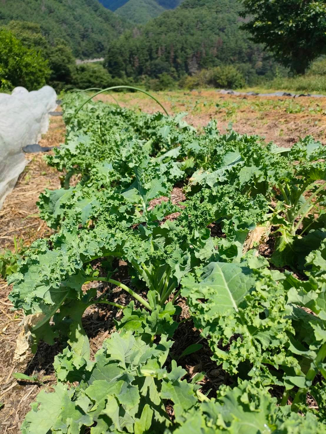 kale, bunch