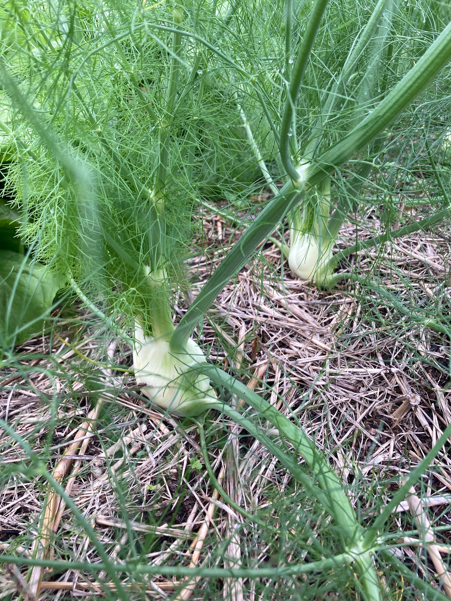 fennel, bulb