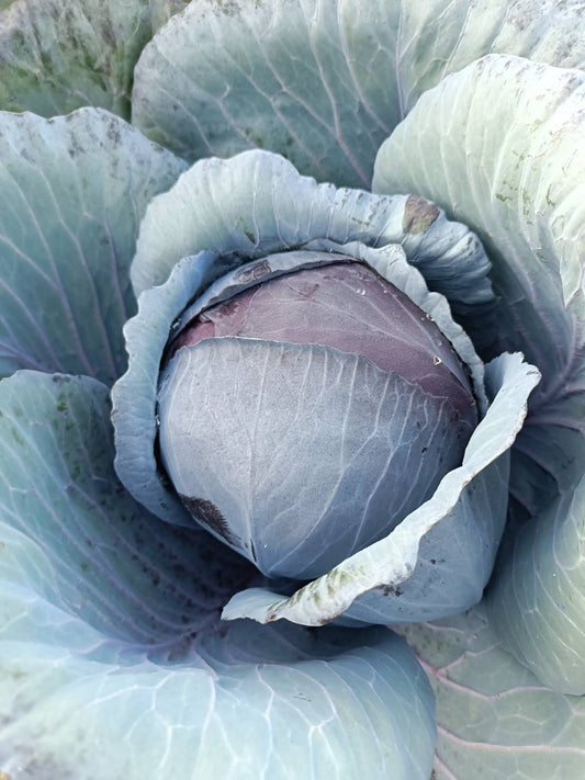 red cabbage, head